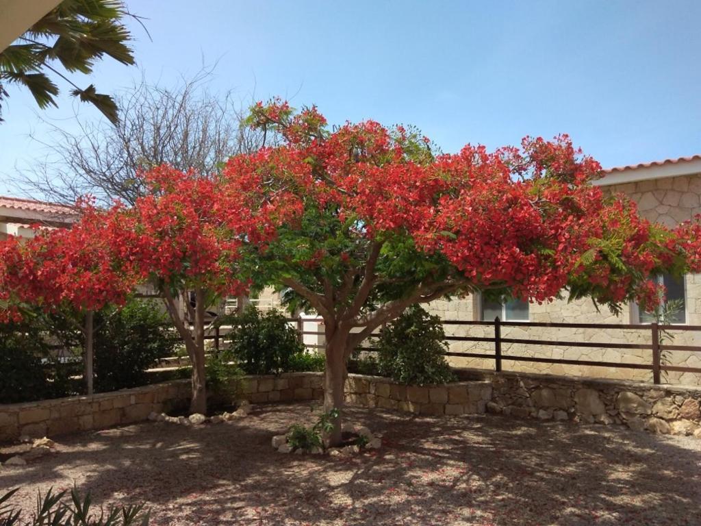Villa Casita Solemar Direkt Am Atlantik à Calheta Extérieur photo